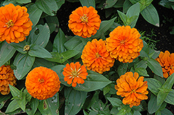 Magellan Orange Zinnia (Zinnia 'Magellan Orange') at Wiethop Greenhouses