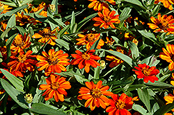 Profusion Orange Zinnia (Zinnia 'Profusion Orange') at Wiethop Greenhouses