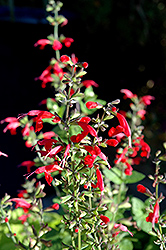 Summer Jewel Red Sage (Salvia 'Summer Jewel Red') at Wiethop Greenhouses