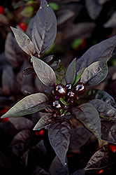 Black Pearl Ornamental Pepper (Capsicum annuum 'Black Pearl') at Wiethop Greenhouses
