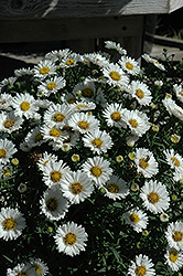 Puff White Aster (Symphyotrichum 'Puff White') at Wiethop Greenhouses