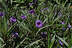 Purple Showers Mexican Petunia (Ruellia brittoniana 'Purple Showers') at Wiethop Greenhouses