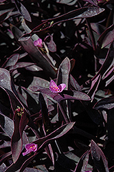 Purple Queen (Setcreasea pallida 'Purple Queen') at Wiethop Greenhouses