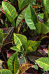 Variegated Croton (Codiaeum variegatum) at Wiethop Greenhouses