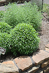 Mexican Tarragon (Tagetes lucida) at Wiethop Greenhouses