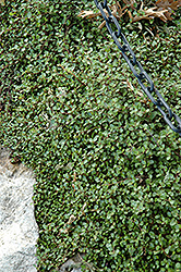 Creeping Wire Vine (Muehlenbeckia axillaris) at Wiethop Greenhouses