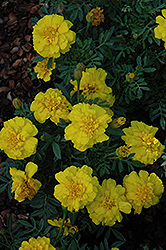 Alumia Yellow Marigold (Tagetes patula 'Alumia Yellow') at Wiethop Greenhouses