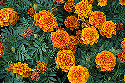 Alumia Flame Marigold (Tagetes patula 'Alumia Flame') at Wiethop Greenhouses
