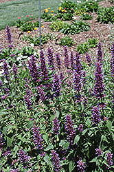 Blue Boa Hyssop (Agastache 'Blue Boa') at Wiethop Greenhouses