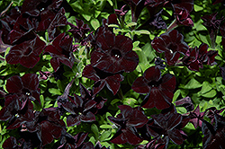 Black Ray Petunia (Petunia 'Black Ray') at Wiethop Greenhouses