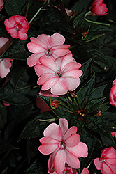 SunPatiens Compact Blush Pink New Guinea Impatiens (Impatiens 'SakimP013') at Wiethop Greenhouses