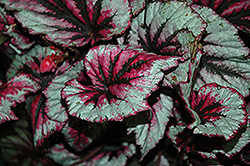 Shadow King Cherry Mint Begonia (Begonia 'Shadow King Cherry Mint') at Wiethop Greenhouses