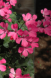 Caliente Pink Geranium (Pelargonium 'Caliente Pink') at Wiethop Greenhouses