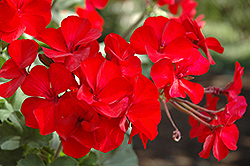 Sarita Dark Red Geranium (Pelargonium 'Sarita Dark Red') at Wiethop Greenhouses