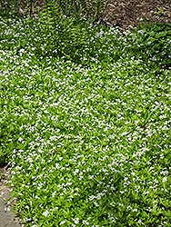 Sweet Woodruff (Galium odoratum) at Wiethop Greenhouses
