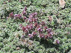 Wooly Thyme (Thymus pseudolanuginosis) at Wiethop Greenhouses