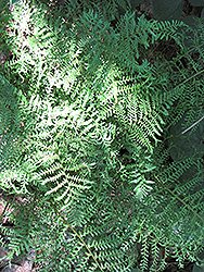Male Fern (Dryopteris filix-mas) at Wiethop Greenhouses