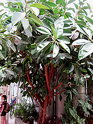 Rubber Tree (Ficus elastica) at Wiethop Greenhouses