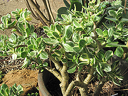Variegated Jade Plant (Crassula ovata 'Variegata') at Wiethop Greenhouses