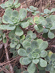 Pinwheel (Aeonium haworthii) at Wiethop Greenhouses
