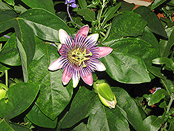 Pfordt's Passion Flower (Passiflora x alatocaerulea) at Wiethop Greenhouses