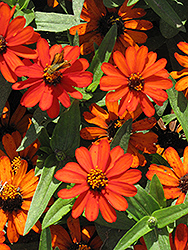 Profusion Orange Zinnia (Zinnia 'Profusion Orange') at Wiethop Greenhouses