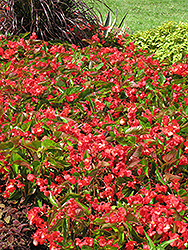 Dragon Wing Red Begonia (Begonia 'Dragon Wing Red') at Wiethop Greenhouses
