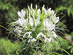 Sparkler White Spiderflower (Cleome hassleriana 'Sparkler White') at Wiethop Greenhouses