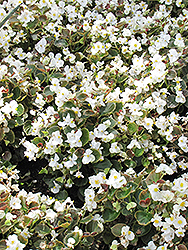 Bada Boom White Begonia (Begonia 'Bada Boom White') at Wiethop Greenhouses
