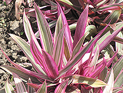 Variegated Moses In The Cradle (Tradescantia spathacea 'Variegata') at Wiethop Greenhouses