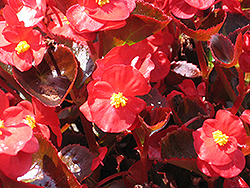 Bada Boom Scarlet Begonia (Begonia 'Bada Boom Scarlet') at Wiethop Greenhouses