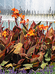 Phasion Canna (Canna 'Phasion') at Wiethop Greenhouses
