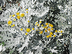 Silver Dust Dusty Miller (Senecio cineraria 'Silver Dust') at Wiethop Greenhouses