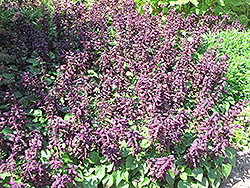 Vista Purple Sage (Salvia splendens 'PAS3292') at Wiethop Greenhouses