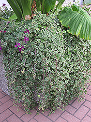 Swedish Ivy (Plectranthus forsteri 'Marginatus') at Wiethop Greenhouses