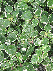 Swedish Ivy (Plectranthus forsteri 'Marginatus') at Wiethop Greenhouses