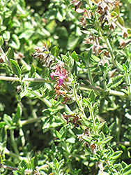 Wall Germander (Teucrium chamaedrys 'Prostratum') at Wiethop Greenhouses
