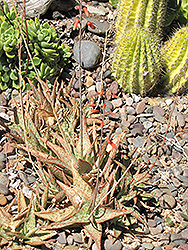 Pink Blush Aloe (Aloe 'Pink Blush') at Wiethop Greenhouses