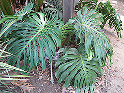 Monstera Deliciosa Plant (Monstera deliciosa) at Wiethop Greenhouses