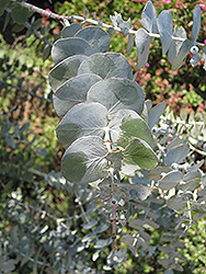 Baby Blue Silver-leaved Mountain Gum (Eucalyptus pulverulenta 'Baby Blue') at Wiethop Greenhouses