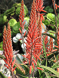 Aloe Vera (Aloe vera) at Wiethop Greenhouses