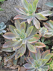 Fred Ives Graptoveria (Graptoveria 'Fred Ives') at Wiethop Greenhouses