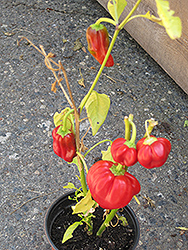 Pepperoncini (Capsicum annuum 'Pepperoncini') at Wiethop Greenhouses