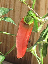 Serrano Hot Pepper (Capsicum annuum 'Serrano') at Wiethop Greenhouses
