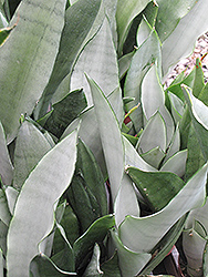 Moonshine Silver Snake Plant (Sansevieria trifasciata 'Moonshine') at Wiethop Greenhouses