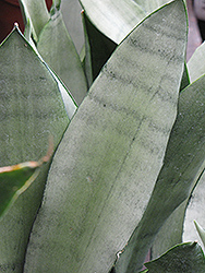 Moonshine Silver Snake Plant (Sansevieria trifasciata 'Moonshine') at Wiethop Greenhouses