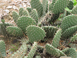 Prickly Pear Cactus (Opuntia polyacantha) at Wiethop Greenhouses