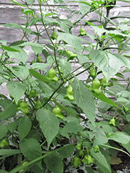 Bishops Crown Pepper (Capsicum baccatum) at Wiethop Greenhouses