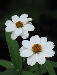 Crystal White Zinnia (Zinnia 'Crystal White') at Wiethop Greenhouses