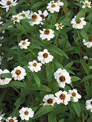 Crystal White Zinnia (Zinnia 'Crystal White') at Wiethop Greenhouses
